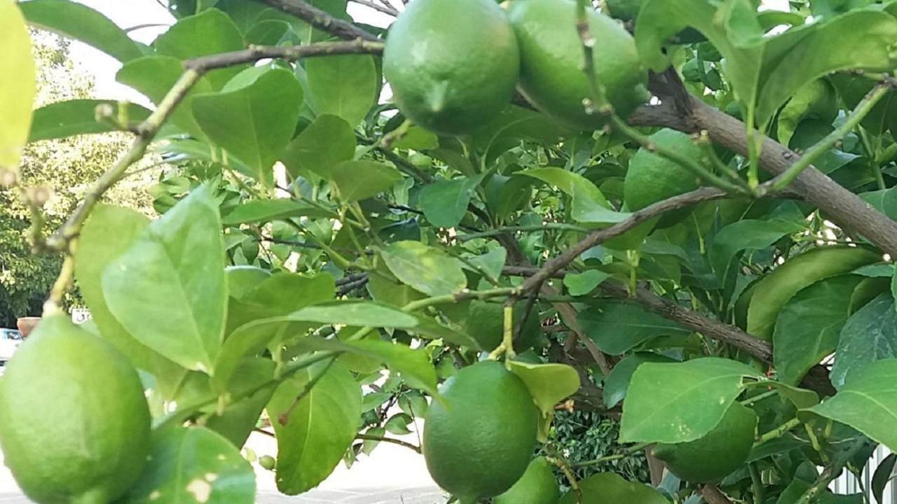La Mattonara